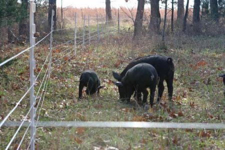 Electric Fencing For Mulefoot Pigs Image